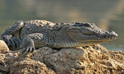 Crocodile found to have impregnated itself in 1st-known ‘virgin birth’ for species - National