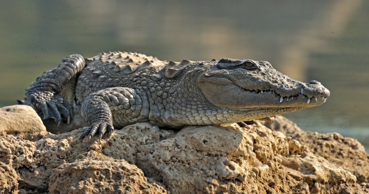 Crocodile found to have impregnated itself in 1st-known ‘virgin birth’ for species - National