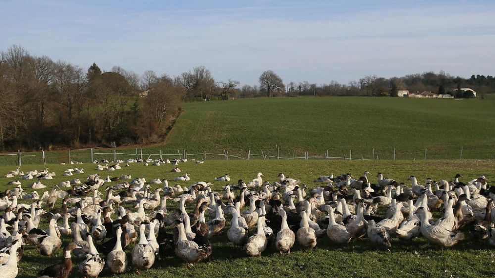 Bird flu: how much of a risk is there for humans?
