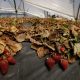 Spanish strawberry farming near fragile wetlands sparks water controversy