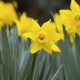 Feeding daffodil extract to cows could reduce methane emissions