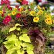 ‘Bizarre’ string of plant thefts has Canadian gardeners beefing up security - National