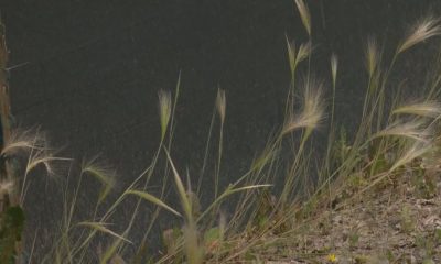 City of Saskatoon warns residents of foxtail, danger to pets