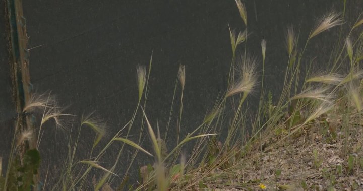 City of Saskatoon warns residents of foxtail, danger to pets