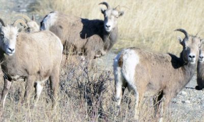 Bighorn sheep advocates on both sides of border working to combat mange outbreak - Okanagan