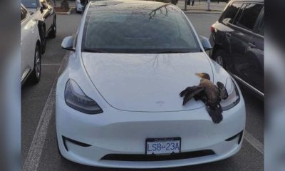 Bird falls from sky, smashes Tesla sunroof in Richmond - BC