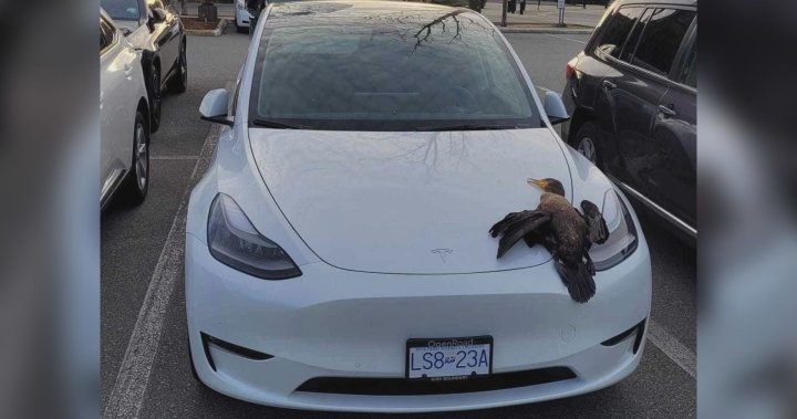 Bird falls from sky, smashes Tesla sunroof in Richmond - BC