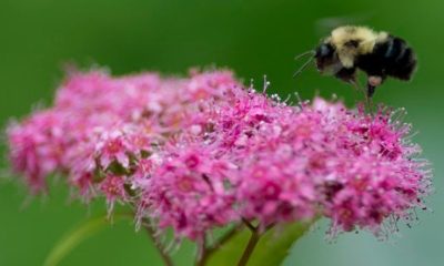Halifax considers applying for ‘Bee City’ status. Here’s the buzz - Halifax