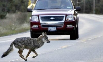 N.S. park officers kill coyote that chased bike, search for another that bit rider - Halifax