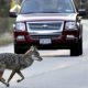 N.S. park officers kill coyote that chased bike, search for another that bit rider - Halifax