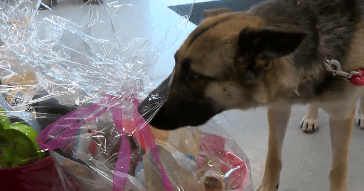 Abused Calgary dog adopted by Good Samaritan who reported attack - Calgary