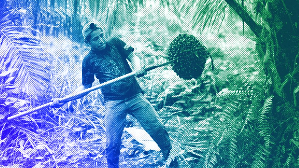 Despite the EU deforestation regulation, companies are investing more in palm oil. Why?