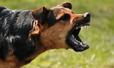 Woman Narrates How Dogs Attacked Her, Killed Her Baby
