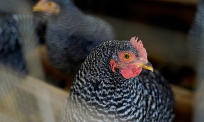 As U.S. sees record chicken prices, economists say it’s unlikely to hit Canada - National