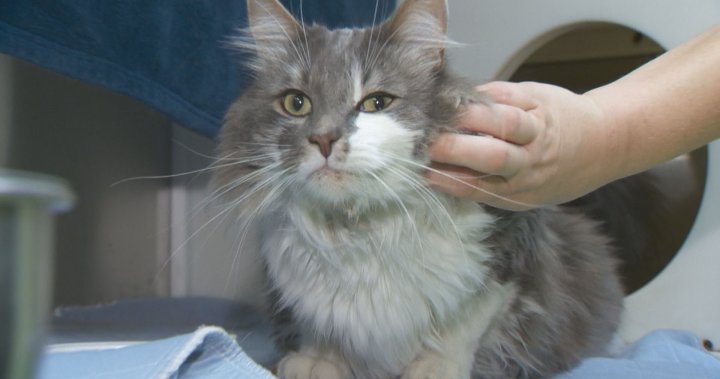 Montreal SPCA hosts free adoption day as shelter overwhelmed with surrendered pets - Montreal