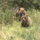 Grim findings for B.C. grizzly bears in East Kootenay valley - Okanagan