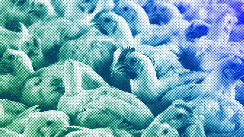 Europe should build up its animal health arsenal as it braces for more bird flu