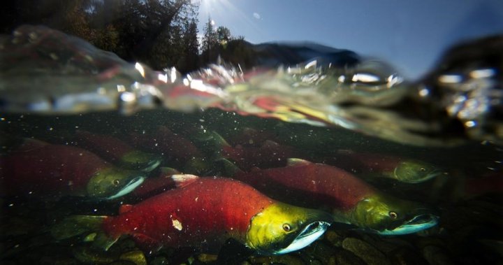 First Nations in B.C. seek salmon return to Columbia Basin in new treaty with U.S