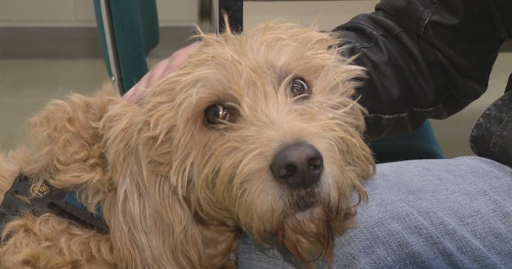 A lifeline for Veterans: Michael Richards and his service dog Felix - Saskatoon
