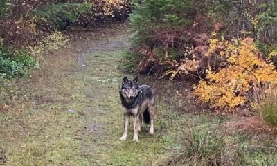Vancouver Island wolf-dog kills dog in Coombs, campground says - BC