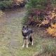 Vancouver Island wolf-dog kills dog in Coombs, campground says - BC