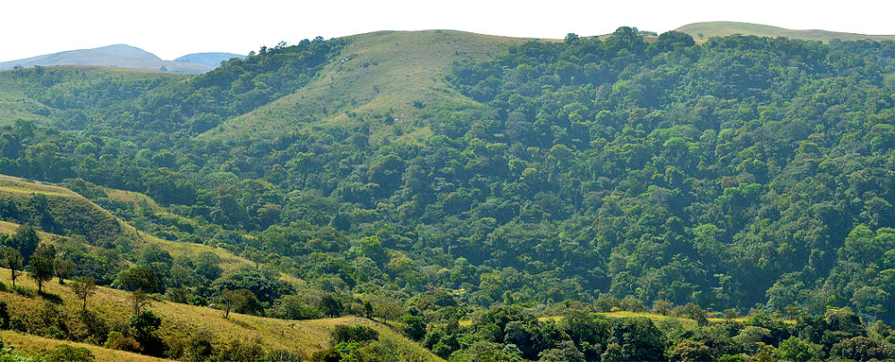 Climate Change: Continued depletion of forest reserves threat to biodiversity - Environmentalist