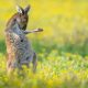 Feast your eyes on the 2023 Comedy Wildlife Photography Awards winners