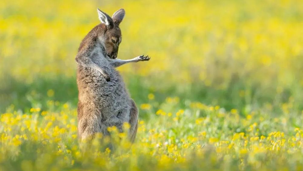 Feast your eyes on the 2023 Comedy Wildlife Photography Awards winners