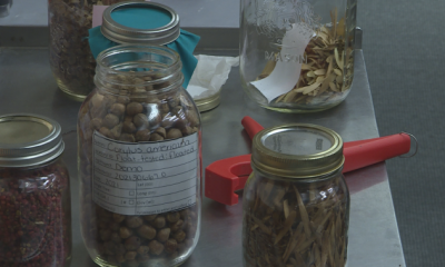 Fredericton workshop trains Indigenous communities on seed collection - New Brunswick