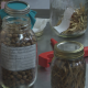 Fredericton workshop trains Indigenous communities on seed collection - New Brunswick