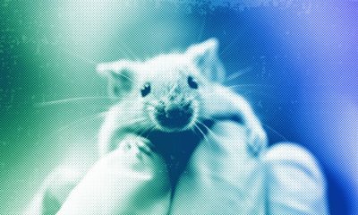 Infecting animals with diabetes won’t save human lives