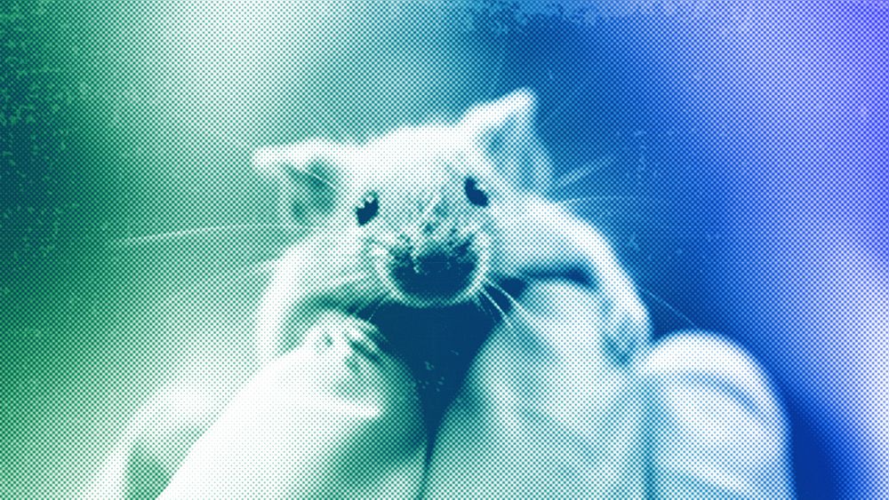 Infecting animals with diabetes won’t save human lives