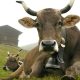 Newcomers ring the changes for traditional cowbells in picturesque Swiss village