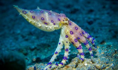 Teen nearly dies after collecting seashell with blue-ringed octopus inside - National
