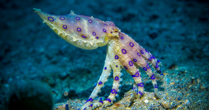 Teen nearly dies after collecting seashell with blue-ringed octopus inside - National