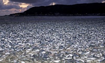 Unprecedented 1,200 tonnes of fish wash ashore in Japan for ‘unknown’ reason - National