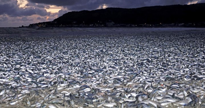 Unprecedented 1,200 tonnes of fish wash ashore in Japan for ‘unknown’ reason - National