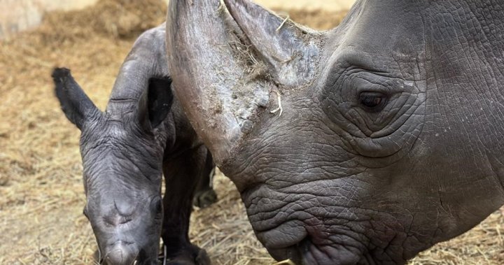 White rhino gives birth to calf at Toronto Zoo after 11 years in the facility - Toronto