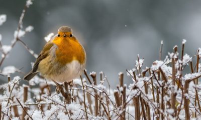 Make your garden a safe haven for robins this winter with these expert tips