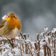 Make your garden a safe haven for robins this winter with these expert tips