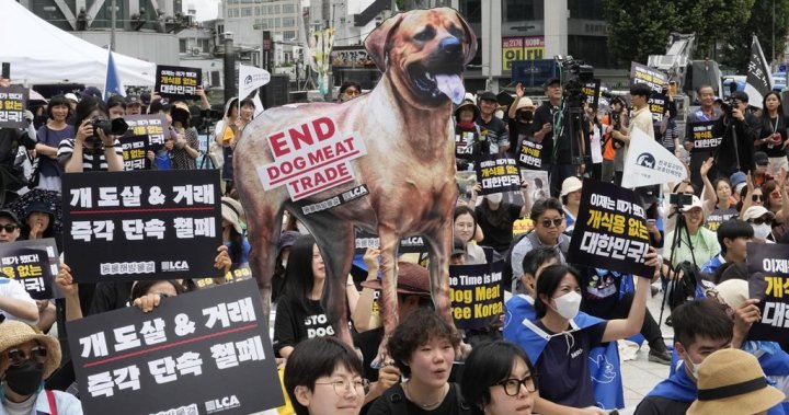 South Korea unanimously passes law to ban dog meat production and sale - National