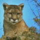 A mountain lion rests on a log in a field in California