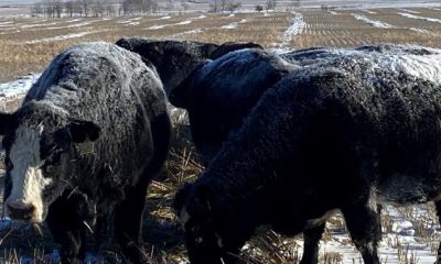 Alberta ranchers feeding cattle nearly double during extreme cold