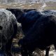 Alberta ranchers feeding cattle nearly double during extreme cold