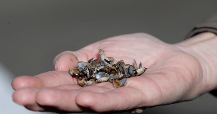 Okanagan Basin Water Board wants more federal support to combat invasive mussels - Okanagan