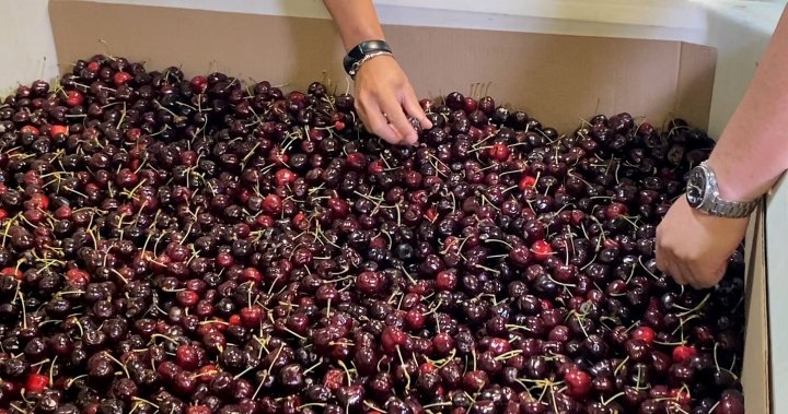 B.C. cherry growers predict tough 2024 in wake of damaging polar vortex