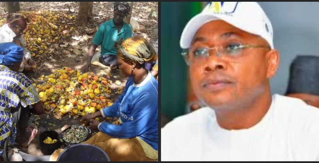 Multiple taxation, checkpoints, and harassment: Kogi cashew farmers, buyers urge Ododo to halt planned increase of produce payment