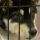 Why Canadian advocates say fines for animal abandonment can be a deterrent - National