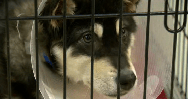 Why Canadian advocates say fines for animal abandonment can be a deterrent - National