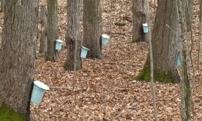 Maple Madness returns for 41st year - Kingston